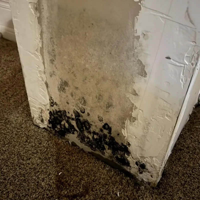 Professional Mold Removal in City of Harrisonburg, VA